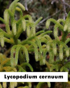 Lycopodium cernuum