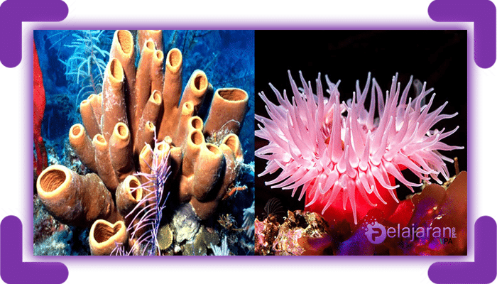  Contoh  Hewan Porifera  dan Coelenterata Serta Perbedaan 