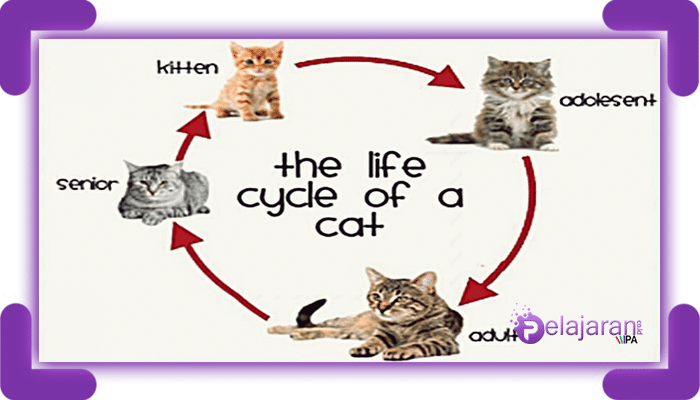  Daur  Hidup  Kucing  Klasifikasi Karakteristik Kucing  dan  
