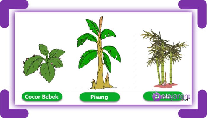 Tumbuhan yang berkembang biak secara generatif menggunakan