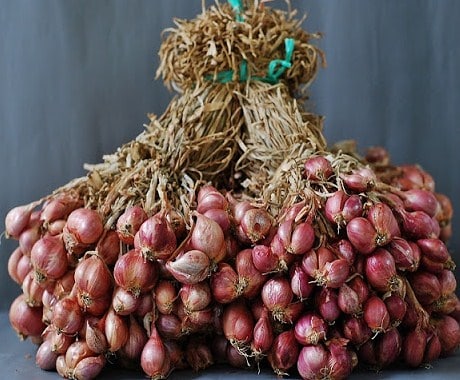 Perkembangbiakan pada bawang merah dan bawang putih dengan cara vegetatif alami menggunakan
