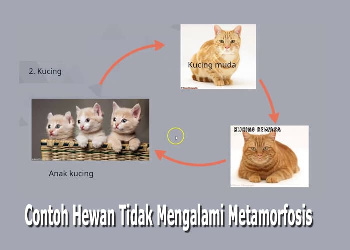 Mengapa Kucing  Tidak Mengalami Metamorfosis  Guru Soal