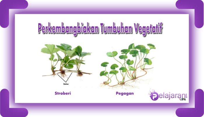 Bukan adalah tumbuhan merupakan perkembangbiakan secara yang ini berikut jenis vegetatif Perkembangbiakan Tumbuhan