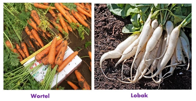 Biak berkembang wortel lobak dan dengan tumbuhan adalah yang singkong Singkong, lobak