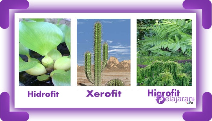Hidrofit tumbuhan adalah termasuk yang berikut Jenis tumbuhan