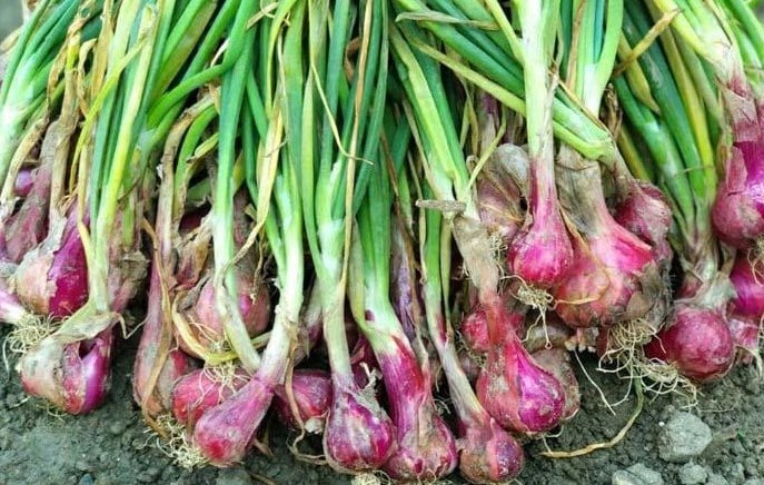 Perkembangbiakan bawang merah dan kentang dilakukan secara vegetatif alami dalam bentuk