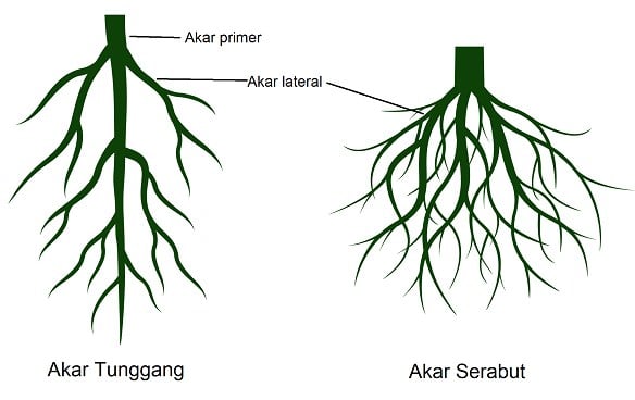 Struktur Morfologi Akar  tumbuhan Fungsi dan Jenisnya 