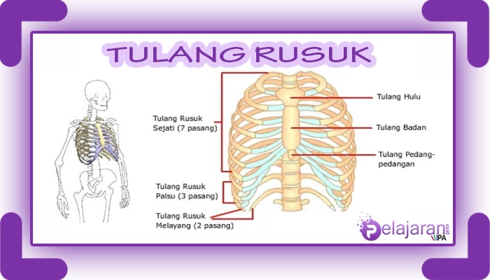 Tulang Insan Pengertian Jenis Dan Struktur Beserta Fungsinya Riset