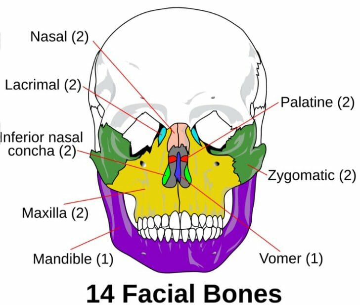Berfungsi yang pembentuk tengkorak tulang wajah adalah sebagai √ 11+