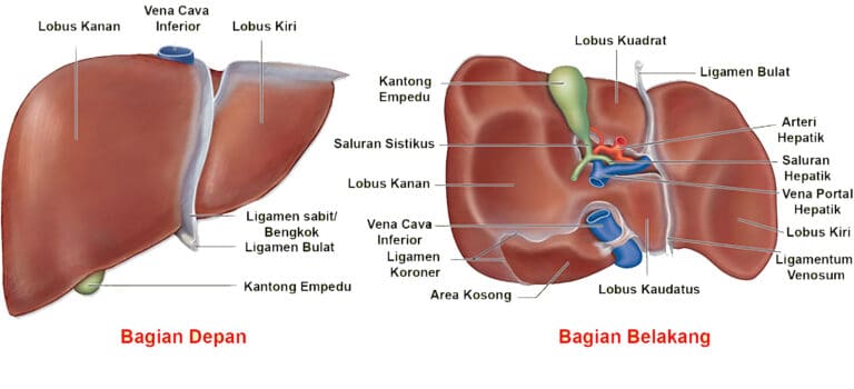 5 Organ Dalam Sistem Ekskresi Pada Manusia Dan Fungsinya