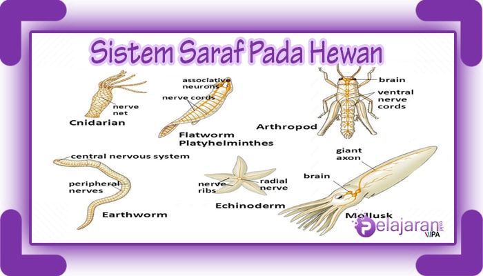 Sistem gerak vertebrata dan invertebrata bagaimana pada Sistem Gerak