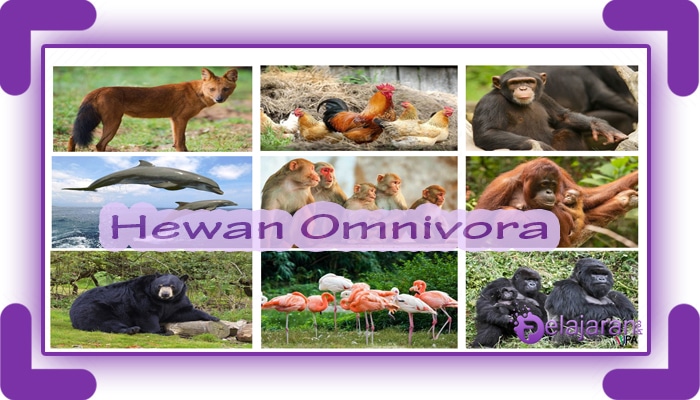 Yang contoh termasuk adalah peliharaan omnivora hewan bukan PENGELOMPOKAN HEWAN