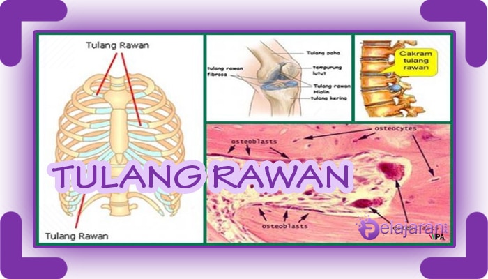 Pengertian Tulang Rawan Jenis Fungsi Ciri Ciri Dan Proses Pembentukan Tulang Rawan Terlengkap Ilmu Pengetahuan Alam Ipa