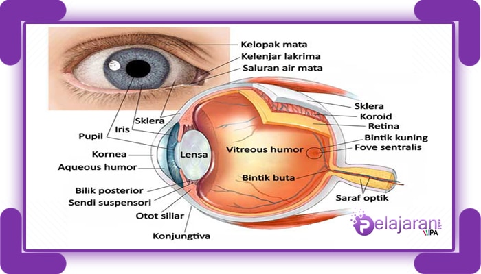 Mata dan mekanisme kerja mata