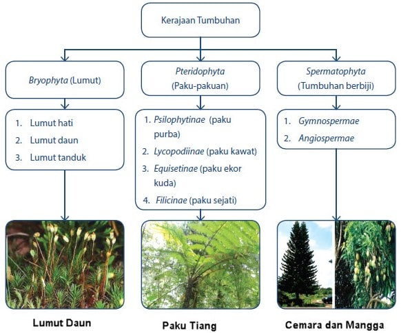 Pengertian Kingdom Plantae Ciri Ciri Klasifikasi  dan Contohnya dengan Penjelasan Terlengkap 