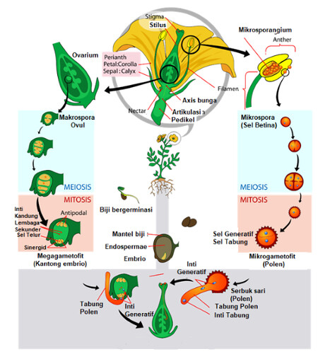 Bagaimana mekanisme pembuahan pada angiospermae untuk membentuk cadangan makanan