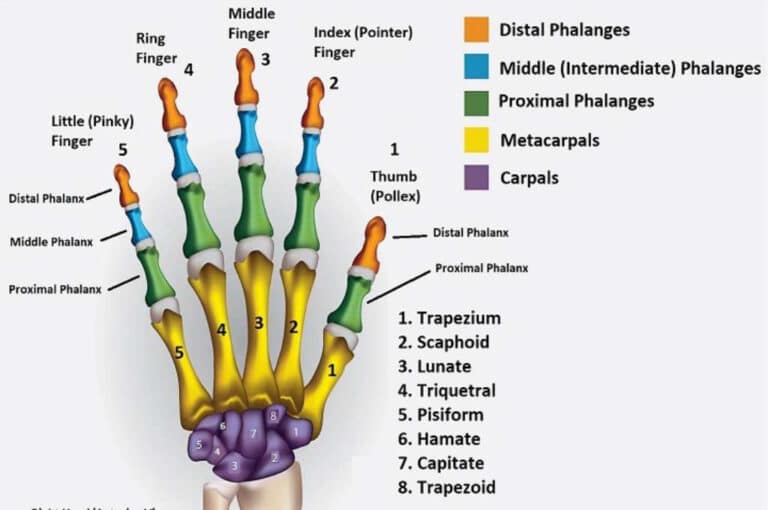 Fungsi Tulang Telapak Tangan Dan Struktur Bagiannya Lengkap Dengan