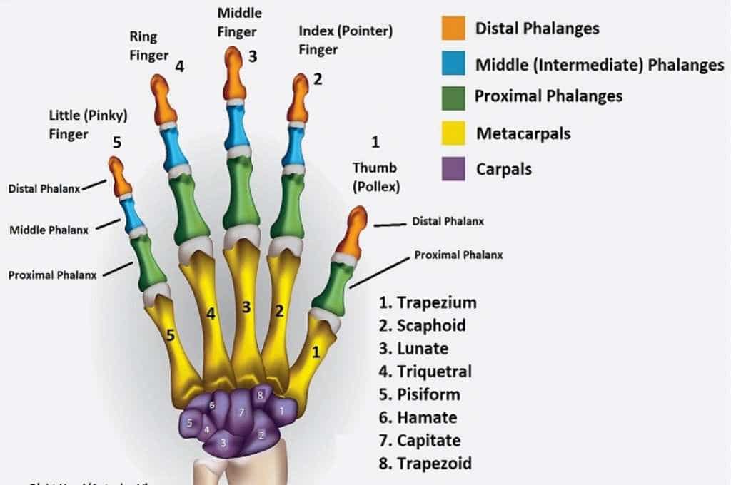  Fungsi  Tulang Telapak Tangan  dan Struktur Bagiannya 