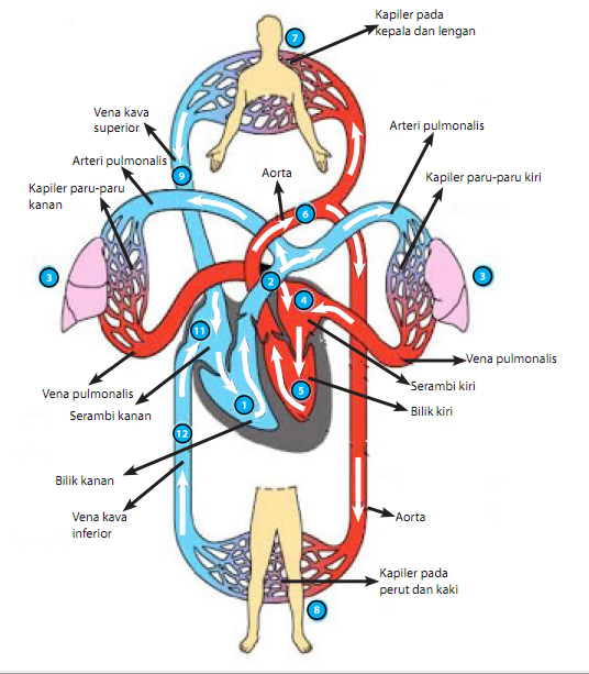 Gambar Sistem Peredaran Darah Pada Manusia - Perumperindo.co.id