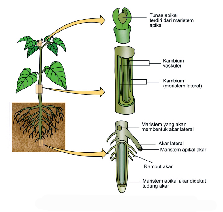 Jelaskan perbedaan jaringan meristem primer dan meristem sekunder pada tumbuhan