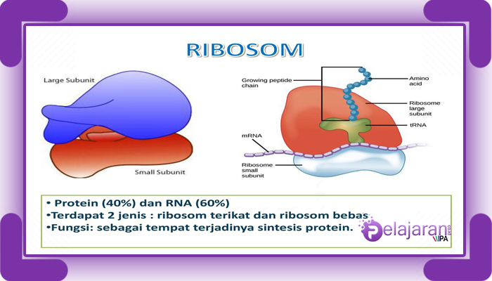 Deskripsi struktur ribosom