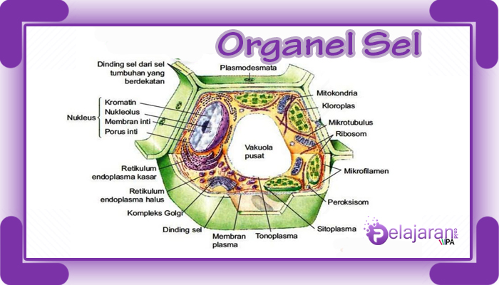 Organel sel yang berfungsi sebagai tempat respirasi adalah