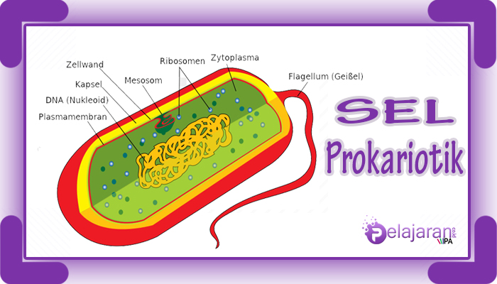 Sel Prokariotik  Pengertian Ciri Ciri Struktur dan 