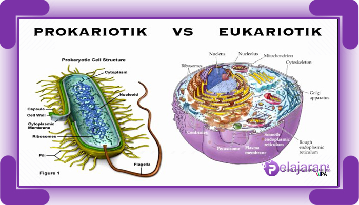 Perbedaan Sel Prokariotik dan Sel Eukariotik  pada Makhluk 