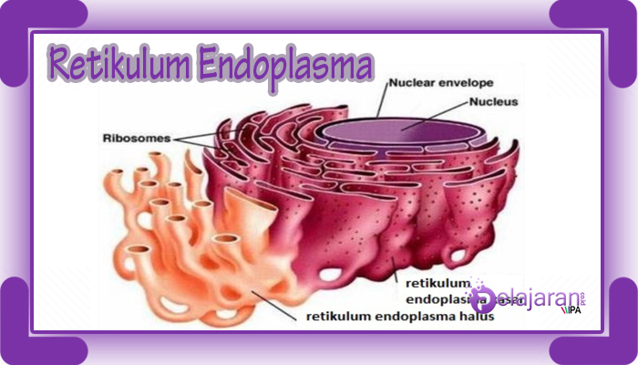 Struktur dan Fungsi Retikulum Endoplasma Siswapedia.