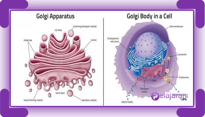 Struktur atau bagian sel yang menjadi pembeda antara sel hewan dan sel tumbuhan adalah