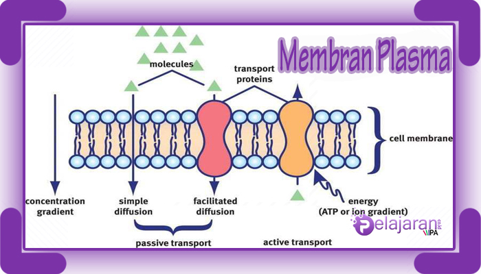 Membran plasma struktur Struktur Membran